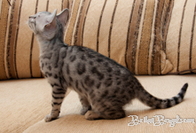 Bengalkatze silber